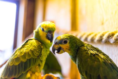 Kışın bir ip tutmanızın bir parkta oturan yeşil papağan.