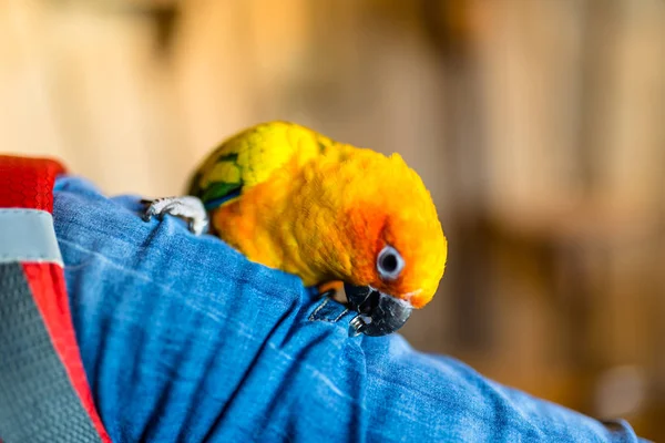 Маленький Барвистий Папуга Сидить Плечі Дзьоб Кнопку Взимку — стокове фото