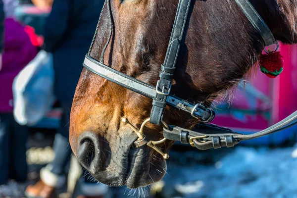 Pferdekopf Mit Zaum Nahaufnahme Sichtbares Gebiss Zügel Und Nasenband — Stockfoto