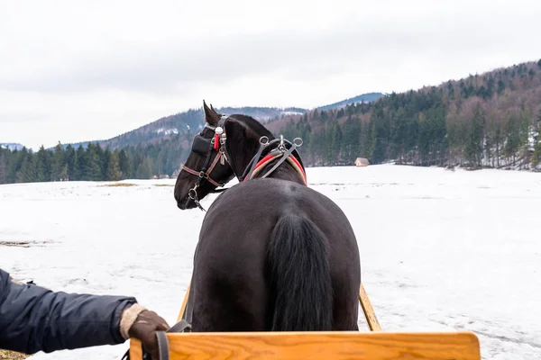 Bild Von Einer Pferdekutsche Pferdeblick Von Hinten Hintergrund Schnee Und — Stockfoto