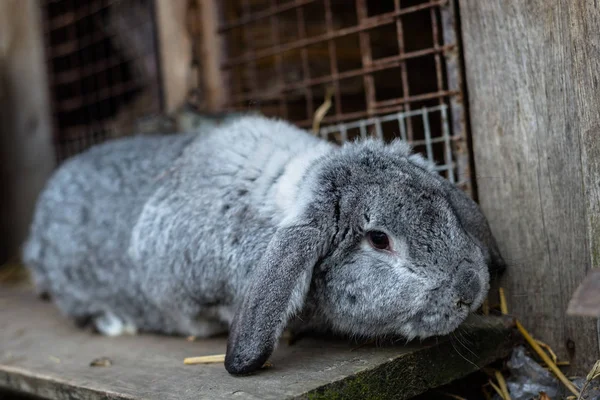 Primer Plano Conejo Cría Pie Frente Una Jaula Madera —  Fotos de Stock
