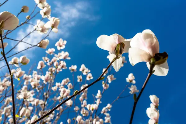 Flores Magnolia Que Maduran Árbol Sobre Fondo Cielo Azul Primaveral — Foto de Stock