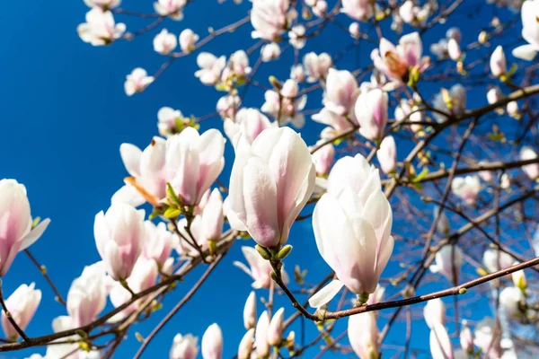 Flores Magnolia Que Maduran Árbol Sobre Fondo Cielo Azul Primaveral — Foto de Stock