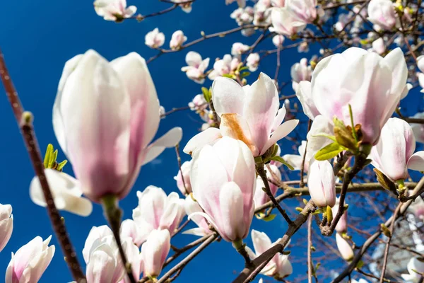 Flores Magnolia Que Maduran Árbol Sobre Fondo Cielo Azul Primaveral — Foto de Stock