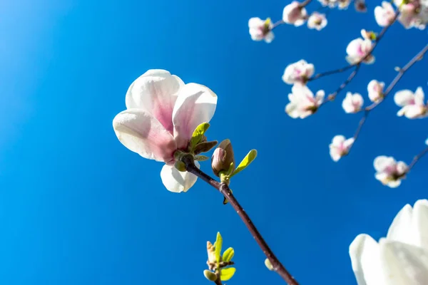 Flores Magnolia Que Maduran Árbol Sobre Fondo Cielo Azul Primaveral — Foto de Stock