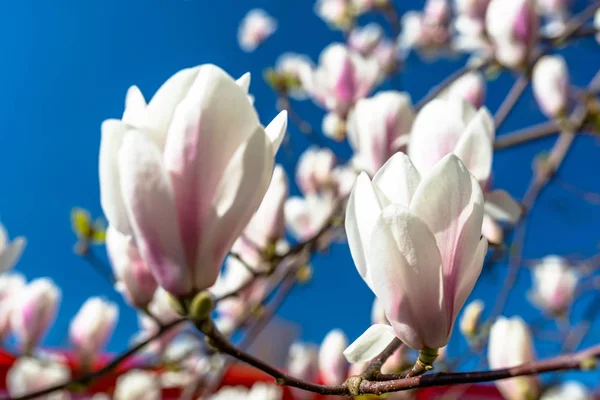 Flores Magnolia Que Maduran Árbol Sobre Fondo Cielo Azul Primaveral — Foto de Stock