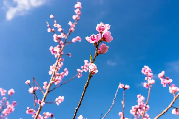Madurando Flores Cerezo Árbol Sobre Fondo Cielo Azul Primaveral — Foto de Stock