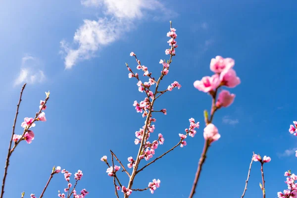 Madurando Flores Cerezo Árbol Sobre Fondo Cielo Azul Primaveral — Foto de Stock