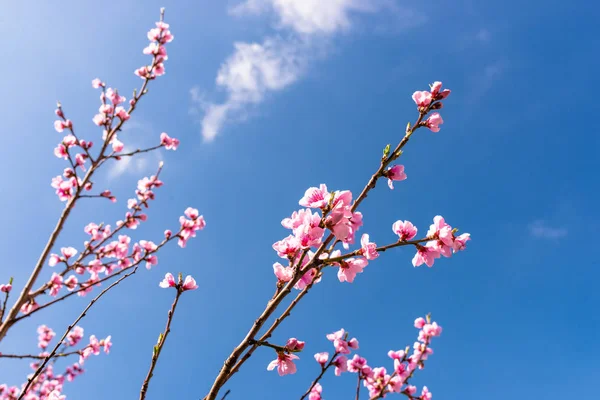 Madurando Flores Cerezo Árbol Sobre Fondo Cielo Azul Primaveral — Foto de Stock