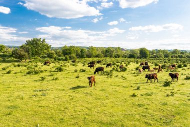 Sığır heck bir sürüsü, Batı Almanya 'da bir bahar güneşli bir gün bir takas otlatma.