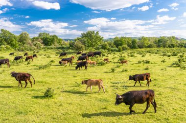 Sığır heck bir sürüsü, Batı Almanya 'da bir bahar güneşli bir gün bir takas otlatma.