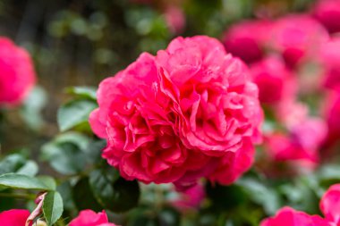 Binanın duvarında büyüyen pembe tırmanma gülleri.