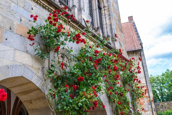 Czerwone Róże Wspinaczkowe Rosnące Ścianie Budynku — Zdjęcie stockowe
