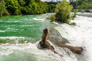 Kuzey İsviçre'de şehir Neuhausen Rheinfall ren nehri üzerinde güzel bir şelale. Ren Şelalesi Avrupa'nın en büyük şelalesidir..