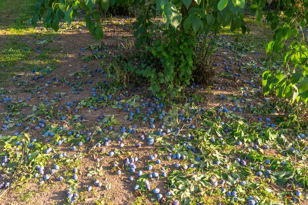 Prunes Non Récoltées Couchées Sous Arbre Récolte Endommagée Prunes Pourpres — Photo