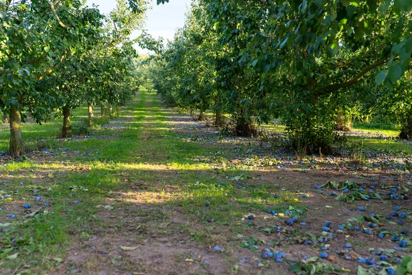 Uncollected Plums Lying Tree Damaged Crop Purple Plums Western Germany — Stock Photo, Image