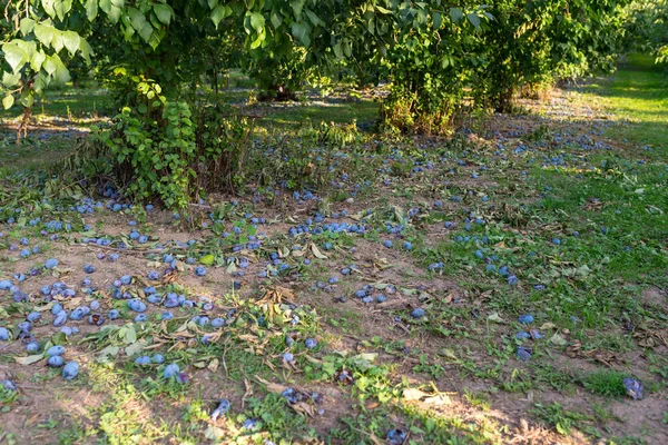 Несобранные Сливы Лежащие Деревом Поврежденный Урожай Фиолетовых Слив Западной Германии — стоковое фото