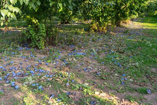 Ameixas Não Coletadas Deitadas Sob Uma Árvore Cultura Danificada Ameixas — Fotografia de Stock