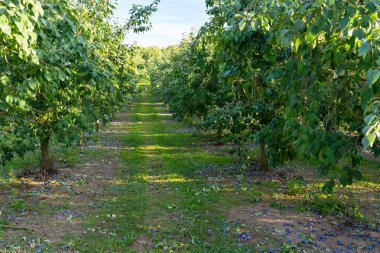 Bir ağacın altında yatan toplanmamış erikler, Batı Almanya'da mor erik mahsulünün zarar görmesi.