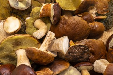 Taze toplanmış mantarlardan, farklı tip ve boyutlarda yapılmış arka plan.