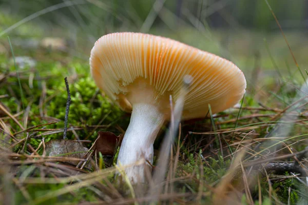 Champignon Toxique Poussant Sur Litière Forestière Automne Lamelles Visibles Champignon — Photo