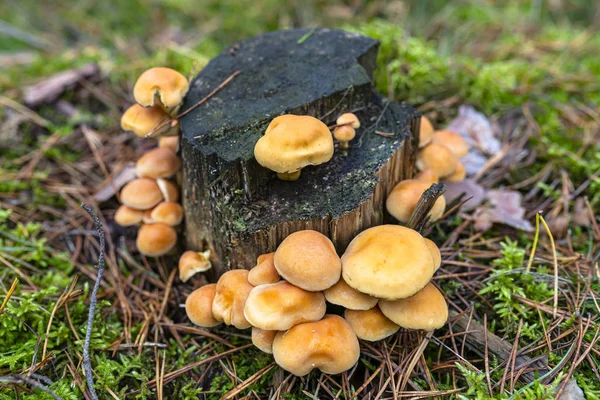 Champignons Jaunes Poussant Sur Tronc Arbre Paillis Forestier Automne Forêt — Photo