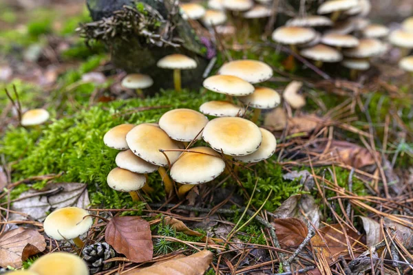 Champignons Jaunes Poussant Sur Tronc Arbre Paillis Forestier Automne Forêt — Photo