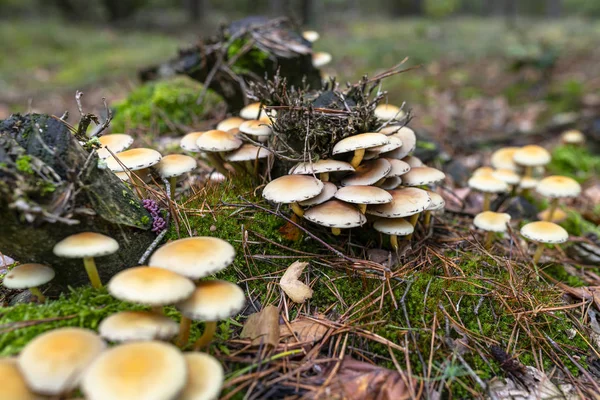 Yellow mushrooms growing on tree trunk and forest mulch in autumn in forest.