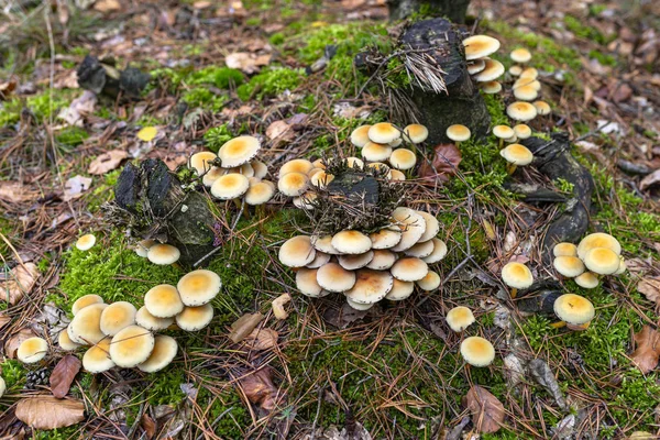 Champignons Jaunes Poussant Sur Tronc Arbre Paillis Forestier Automne Forêt — Photo