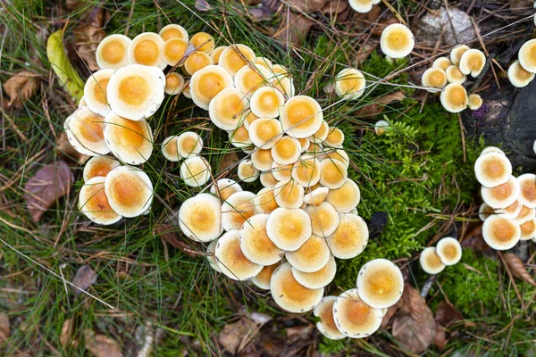 Gelbe Pilze Auf Baumstamm Und Waldmulch Herbst Wald — Stockfoto