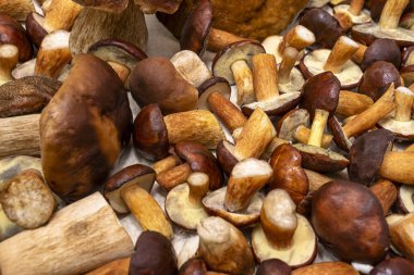 Taze toplanmış mantarlardan, farklı tip ve boyutlarda yapılmış arka plan.