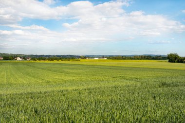 Field of ripening wheat in the spring against the sky with clouds in western Germany.