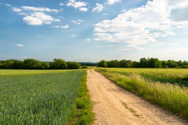 Field of ripening wheat in the spring against the sky with clouds in western Germany, visible dirt road between fields.