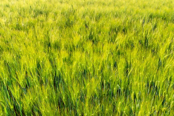 Fundo Feito Campos Centeio Amadurecendo Dia Primavera Sob Luz Sol — Fotografia de Stock