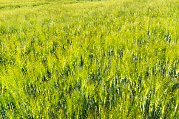 Fundo Feito Campos Centeio Amadurecendo Dia Primavera Sob Luz Sol — Fotografia de Stock