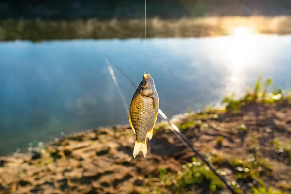 Pesce Crociato Pescato Esca Vicino Lago Appeso Gancio Una Canna — Foto Stock