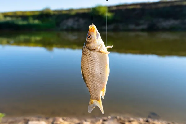 Pesce Crociato Pescato Esca Vicino Lago Appeso Gancio Una Canna — Foto Stock