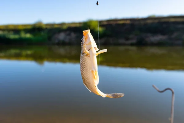 Рыба Пойманная Приманке Озера Висящая Крючке Удочке Солнечное Утро — стоковое фото