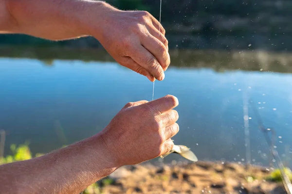 Pescador Toma Peixe Crucian Gancho Pesca Mãos Visíveis Homem Uma — Fotografia de Stock