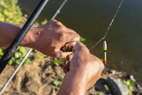 Pescador Toma Pez Cruciano Anzuelo Manos Visibles Hombre Estanque Fondo — Foto de Stock