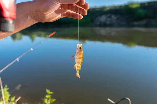 Poleiro Europeu Pequeno Travado Isca Pelo Lago Pendurado Gancho Uma — Fotografia de Stock