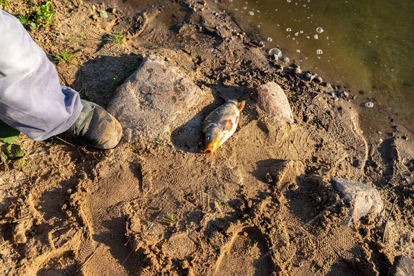 Carpa Specchio Sdraiato Sulla Riva Sabbiosa Uno Stagno Subito Dopo — Foto Stock