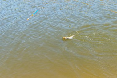 Yakalanmış bir aynalı sazan balığını balık oltasıyla kıyıya çekmek, misinayı ve şamandırayı görünür kılıyor..