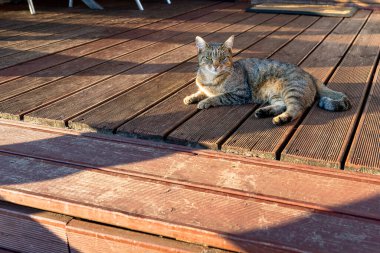 Evcil bir kedi evin önünde tahtadan yapılmış bir verandada dinleniyor..