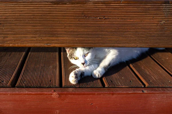 Domestic Cat Rests Front House Porch Made Boards — Stock Photo, Image