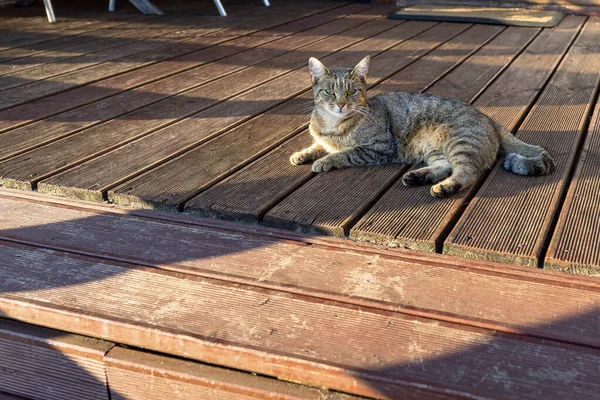 Domestic Cat Rests Front House Porch Made Boards — Stock Photo, Image