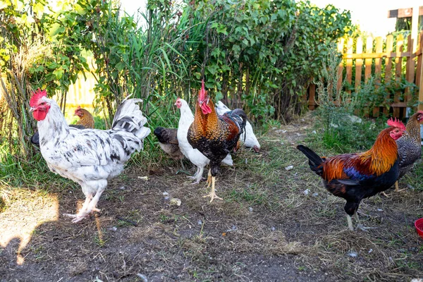 Coqs Colorés Blancs Poules Domestiques Dans Une Petite Ferme Arrière — Photo