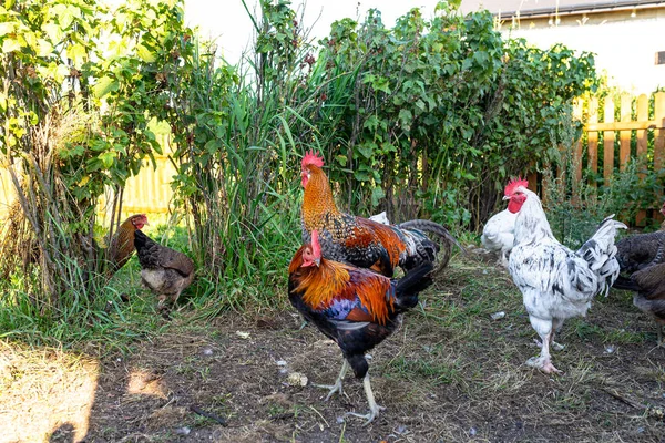 Kırsal Kesimdeki Küçük Bir Çiftlikte Yerli Tavukların Renkli Beyaz Horozları — Stok fotoğraf