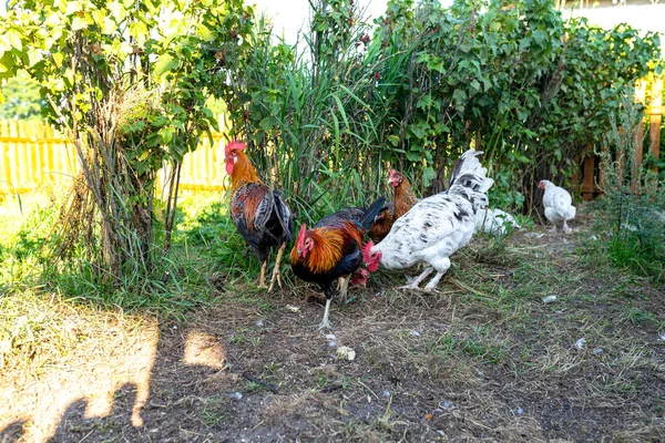 田舎の小さな裏庭の農場で国内鶏のカラフルで白い鶏 — ストック写真