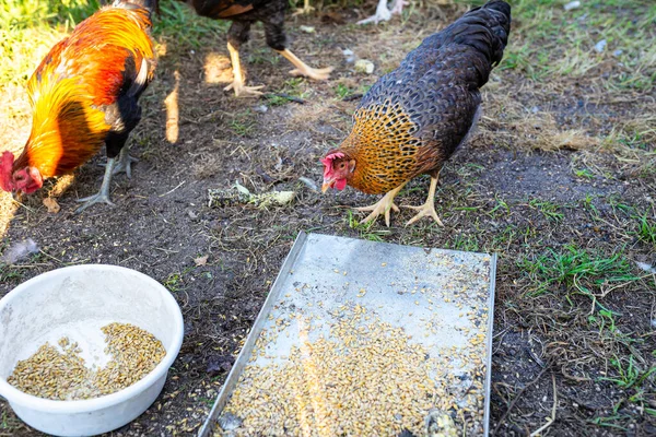 Kırsaldaki Küçük Bir Çiftlikteki Metal Tepsiden Tahıl Yiyen Kahverengimsi Siyah — Stok fotoğraf